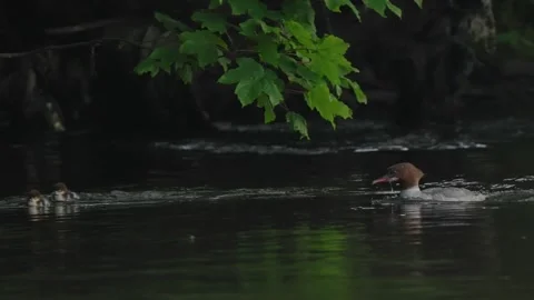 Goosander mother with chicks Stock-Footage 276431223