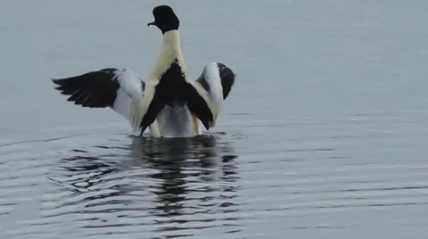 Goosander stretching its wings Stock Footage 35187846