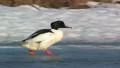 Goosander walking on ice HD Footage