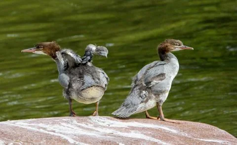 Goosanders on the rock Stock Photos