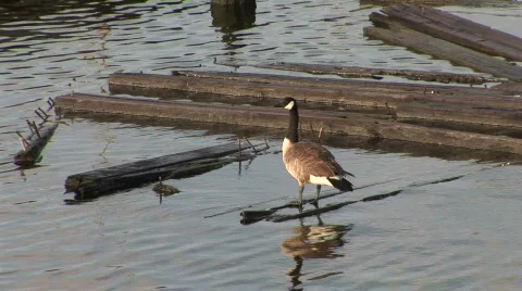 Goose 02 Stock Footage 492454
