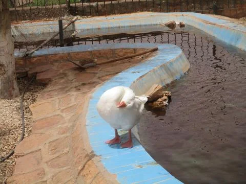 GOOSE 1 Stock Photos