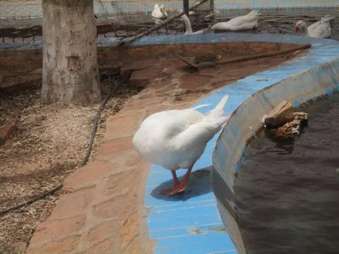 GOOSE 2 Stock Photos