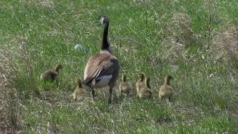 Goose & 6 Goslings Waling on Grass Stock Footage