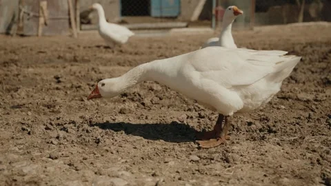 The goose is about to attack Stock Footage 320268280