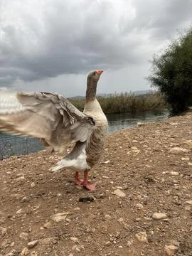 The goose in Akyaka Stockfoto's