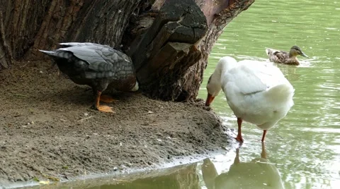 Goose and duck Stock Footage 53859053