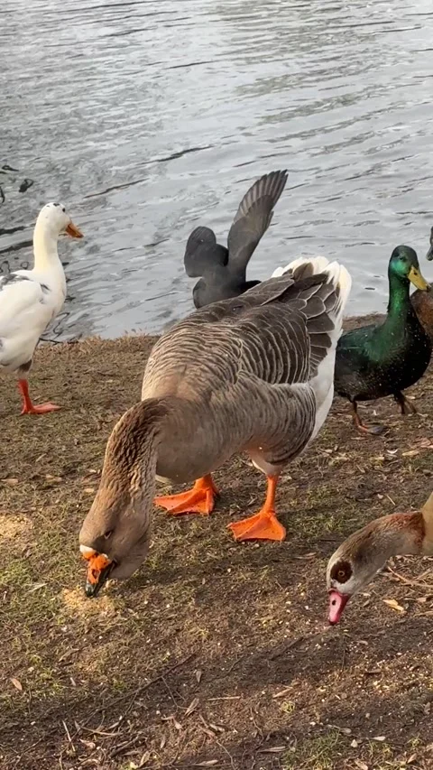 A goose and ducks are feeded Stock Footage 263487626