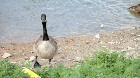Goose and ducks Видео 847348