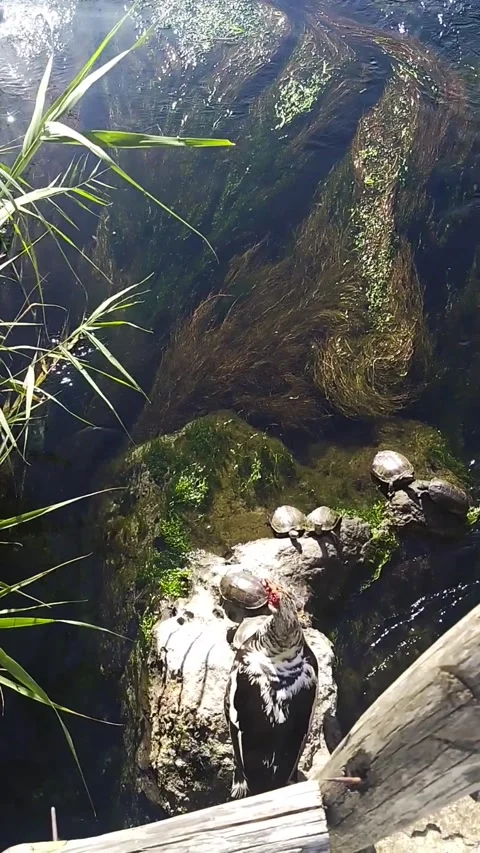 Goose and Five Turtles by a Clear River Stock Footage 304552563