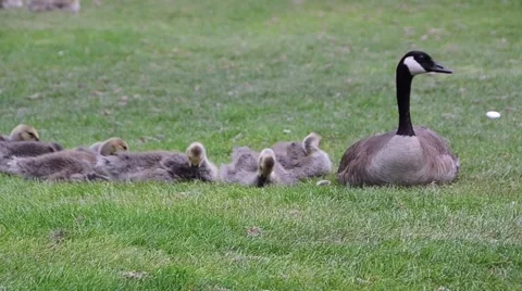 Goose and Her Babies Stock Footage 50148490