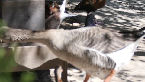 Goose and the pigeons eats Vídeo Stock 119122787
