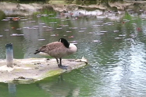 Goose and  a stone Video stock 459400