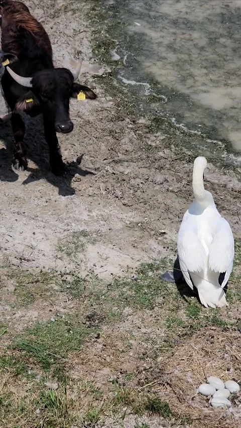 Goose attacking a Buffalo to protect the nest 스톡 동영상 316264913