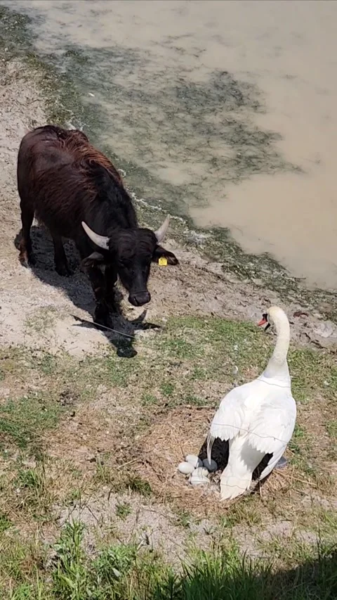 Goose attacking a Buffalo to protect the nest Stock Footage 316264917