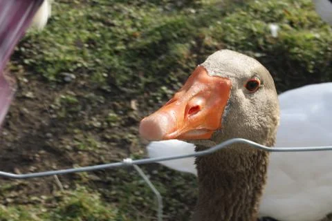 Goose. Austria. Stock Photos