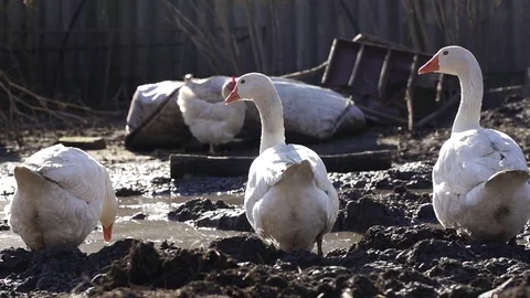 Goose at the backyard Stock Footage 84187931
