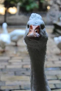 Goose in Barcelona Stock Photos