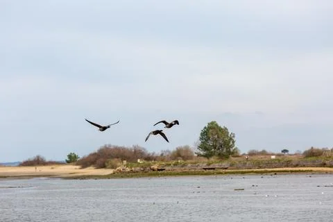 Goose barnacle flying in the sky Stock Photos