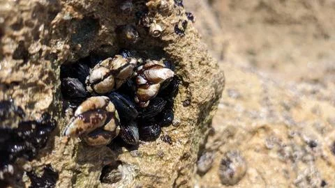 Goose barnacle Goose shells attached to rocks in Portugal Stock Photos