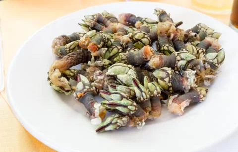 Goose barnacle Stock Photos