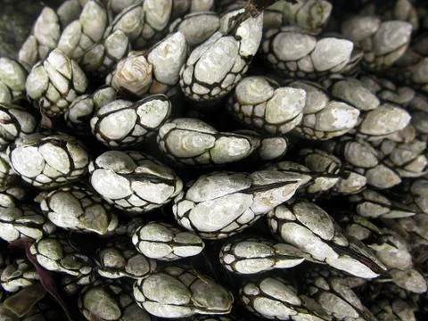 Goose barnacle Foto stock