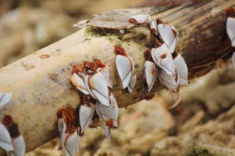 Goose barnacles barnacle at sea beach. Фото