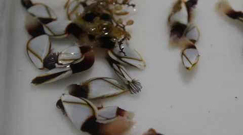 Goose Barnacles in bucket Video stock 36460866