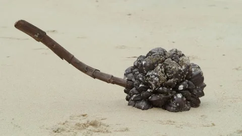 Goose Barnacles Cluster Attached to Driftwood on Sandy Beach Stock Footage 336435604
