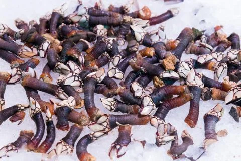 Goose barnacles on ice. Photos
