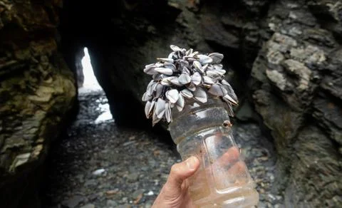 Goose barnacles making good use of plastic 스톡 사진