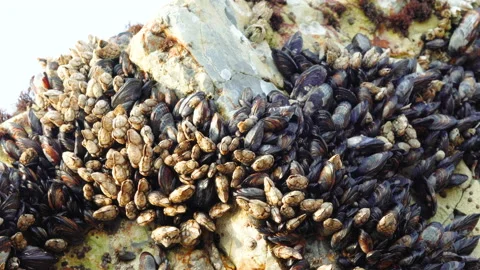 Goose barnacles, or stalked barnacles or gooseneck barnacles, on rock Stock Footage 232803350