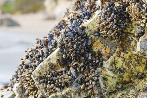 Goose barnacles, or stalked barnacles or gooseneck barnacles, are filter-fe.. Stock Photos
