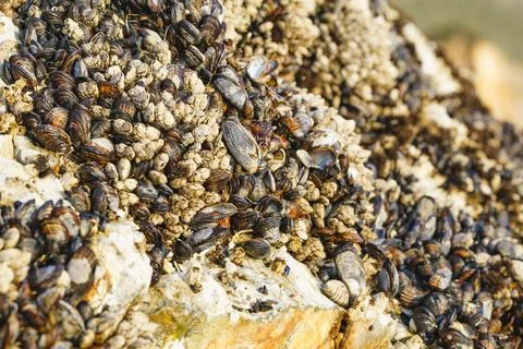 Goose barnacles, or stalked barnacles or gooseneck barnacles, are filter-fe.. Stock Photos