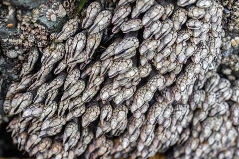 Goose Barnacles Stock Photos