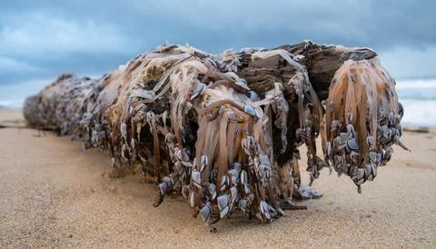 Goose Barnacles Washed Ashore on Beach Stock Photos