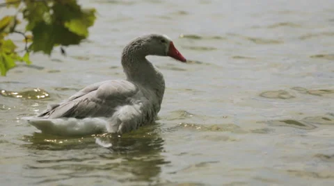 Goose Bathing and Swimming Stock Footage 41553529