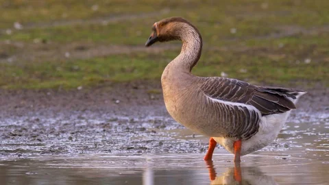 Goose bathing in puddle Stock Footage 85902515