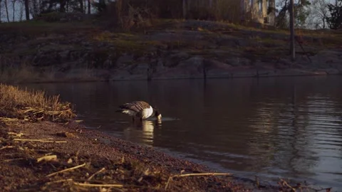Goose Bathing in The Sunset Stockbeeldmateriaal 194303193