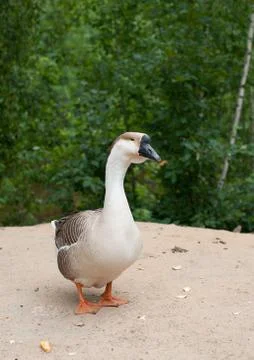 Goose on the beach Stock Photos