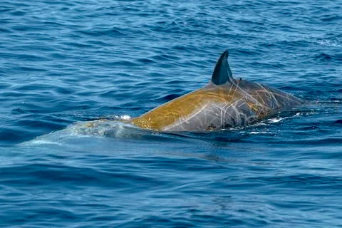 Goose Beaked whale dolphin Ziphius cavirostris ultra rare Stock Photos