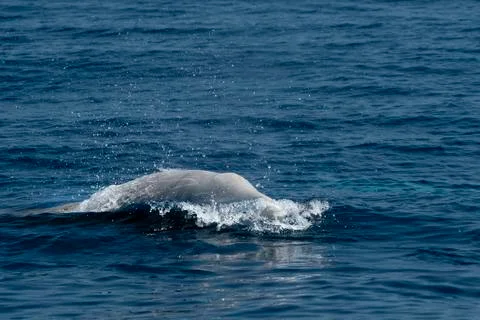 Goose Beaked whale dolphin Ziphius cavirostris ultra rare white Stock Photos