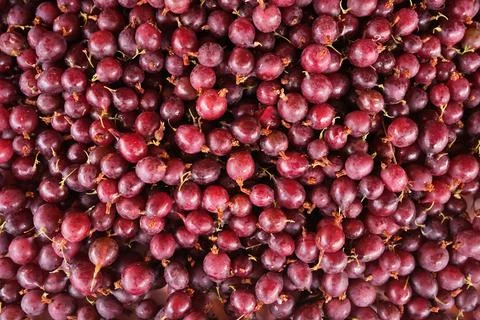 Goose berries Stock Photos