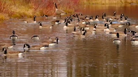 Goose Bird Video stock 229476744