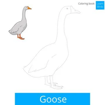 Goose bird learn to draw vector Stock Illustration