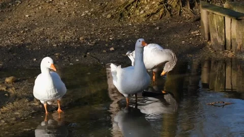 Goose bird white bird Video stock 270816909