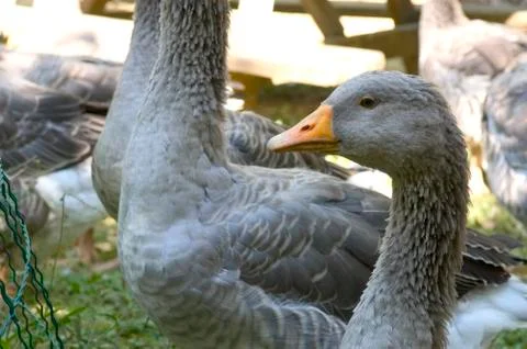 Goose breeding Stock Photos