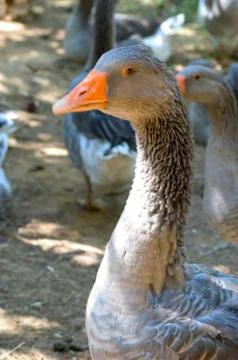 Goose breeding Stock Photos