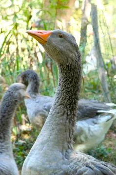 Goose breeding Stock Photos