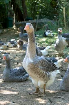 Goose breeding Stock Photos